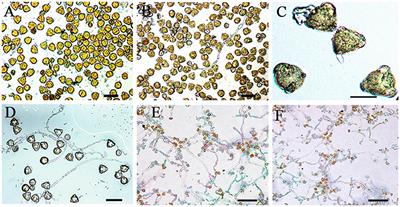 Impact of Storage Temperature on Pollen Viability and Germinability of Four Serbian Autochthon Apple Cultivars